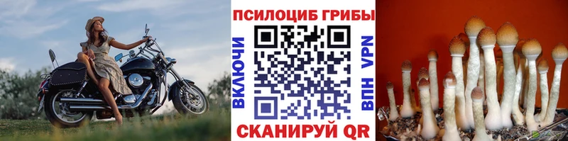 Купить где  Белая Холуница  Галлюциногенные грибы GOLDEN TEACHER 